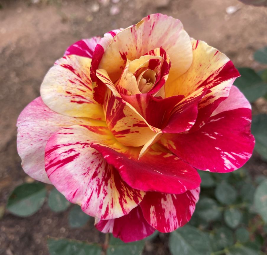 Maurice Utrillo rose in my Tucson garden (#FOTD) - Janet Alcorn